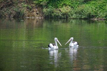 A beautiful pelican is circling the lake at a zoo in Solo, Indonesia