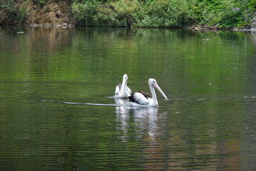 A beautiful pelican is circling the lake at a zoo in Solo, Indonesia