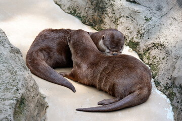 A pair of otters lie down in an enclosure at a zoo in Solo, Indonesia