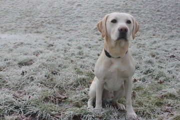 Yellow Labrador dog sitting in the snow
