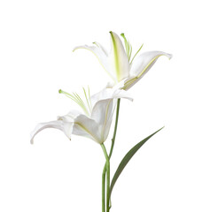 Two white Lily flowers isolated on a white background. Madonna lily