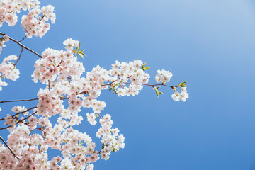 Blooming sakura branches against the blue sky, blooming cherry tree with pink flowers. Pink sakura flowers, dreamy romantic spring background.