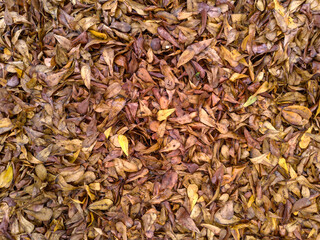 dried tea leaves