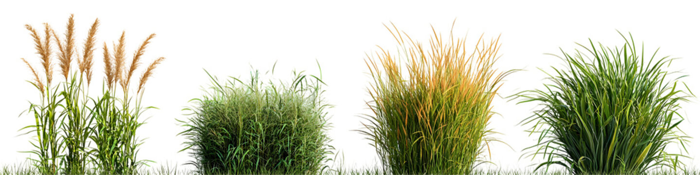 Collection of Ornamental Grasses Isolated on White Background