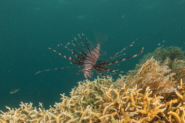 Lionfish (Pterois miles) in the Sea of the Philippines

