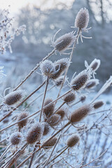Frosted seed heads of the teasel plant in winter