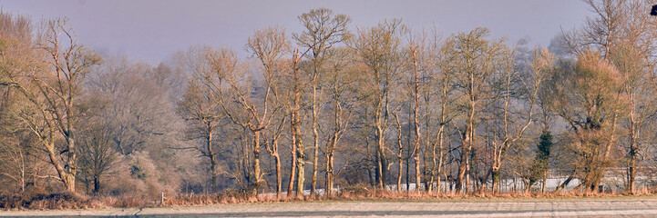 A line of young deciduous trees in the warm winter sun