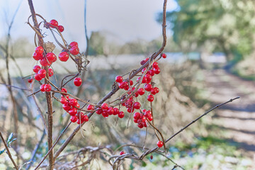 Red Black Bryony berries entwined round a plant stem