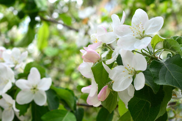 a close up of a blooming apple tree with white flowers spring background 