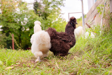 Back view of chinese Silkie Brahma black and white chickens with rooster feeding at eco farm. Low...
