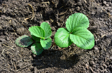 a strawberry seedling is growing on the garden bed close up 