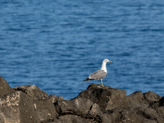 Möwe