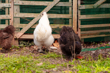 Back view of Chinese Silkie Brahma multicolored chickens feeding at eco farm. Sustainably Raised Chicken In Species-Appropriate Free-Range Husbandry