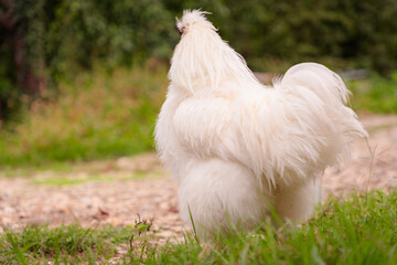 Back view of white Chinese rooster Silky Brahma flaps his wings on the farm. Chickens raised in...