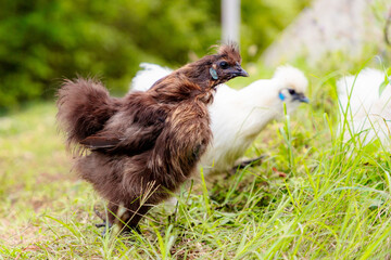 Side view of chinese Silkie Brahma black and white chickens with rooster feeding at eco farm....