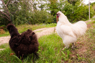 Side view of chinese Silkie Brahma black chicken with rooster feeding at eco farm. Ethically Raised Chicken in Natural, Free-Range Farming