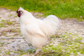 Side view of white chinese Silkie Brahma cock feeding in grass meadow. Sustainably Raised Chicken...