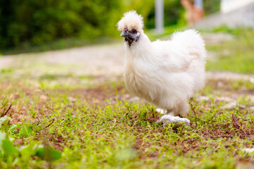 Wide shot of chinese Silkie Brahma chicken feeding in grass meadow. Low angle shot. Copy space. Sustainably Raised Chicken In Species-Appropriate Free-Range Husbandry