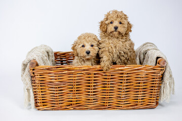Zwei Toy Pudel Welpen im Korb gucken direkt wei&szlig;er Hintergrund