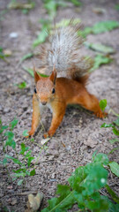 a small and charming squirrel