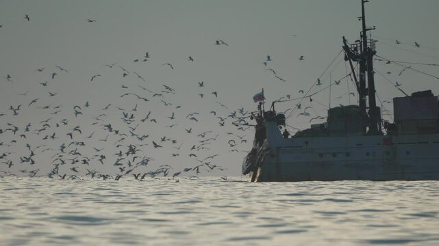Fishing Boat Birds Ocean: Seabirds swarm fishing trawler discarding bycatch at sea.