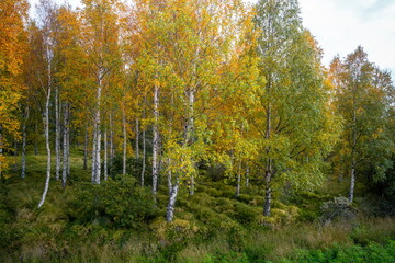 Iceland’s largest forest, Hallormsstaðaskógur, stretches across the countryside near...
