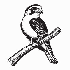 Falcon Perched On Branch image vector isolated on white background.