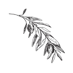 Olive Branch with Olives isolated on background. Hand drawn illustration in outline style. Black and White line art for cards, logos and food, cosmetic design.