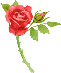 Fototapeta premium Vector watercolor painted rose flower. Hand drawn design element isolated on white background.