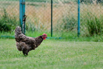 Free-range poultry with healthy diet
