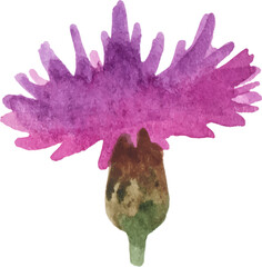 Watercolor painted carnation flower. Hand drawn design element isolated on white background.