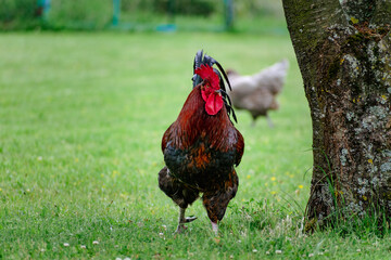 Free-range poultry with healthy diet