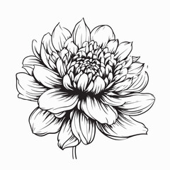 Beauty Aster Stock Illustrations. Black and white Aster Flower image vector.