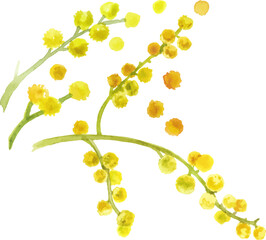 Watercolor painted blooming tree branch Hand drawn flower design element on transparent background