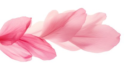 Pink flower petals soft delicate gradient isolated on a white background