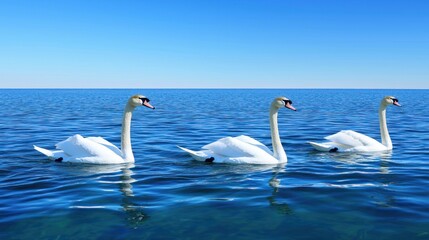 Obraz premium Three swans gracefully swimming on a calm blue sea.