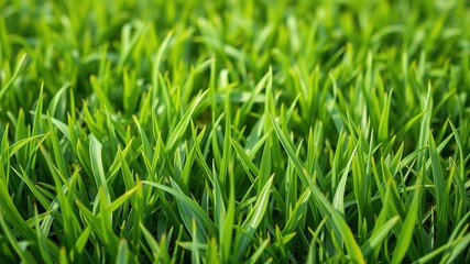 Obraz premium Lush Green Grass Texture, Fresh, Natural Background