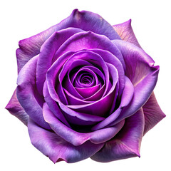 Purple rose artwork with vibrant colors