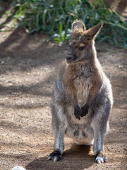 Fototapeta premium Känguru