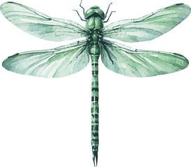 Watercolor painted green dragonfly isolated vector drawing on white background