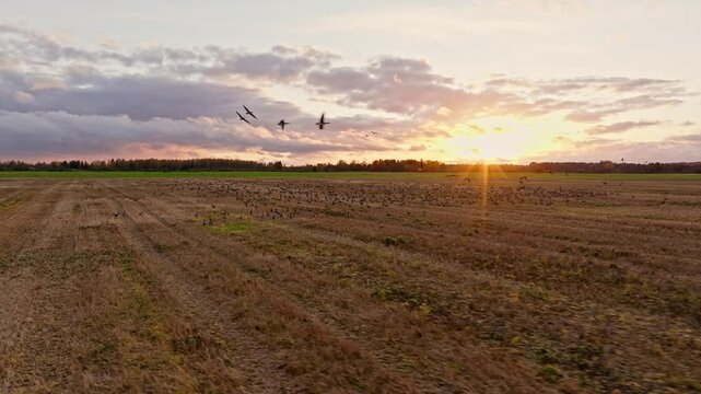 Geese fly in the background of the sunset
