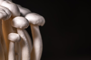 Closeup of a bunch of shimeji mushrooms on dark background, with selective focus