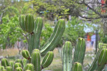 Closeup green cactus with needles