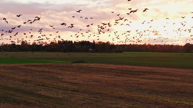 Geese fly over the field