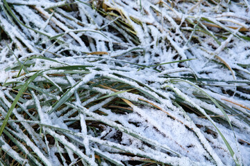 grass under snow in winter