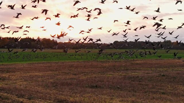 Geese fly in the golden hour