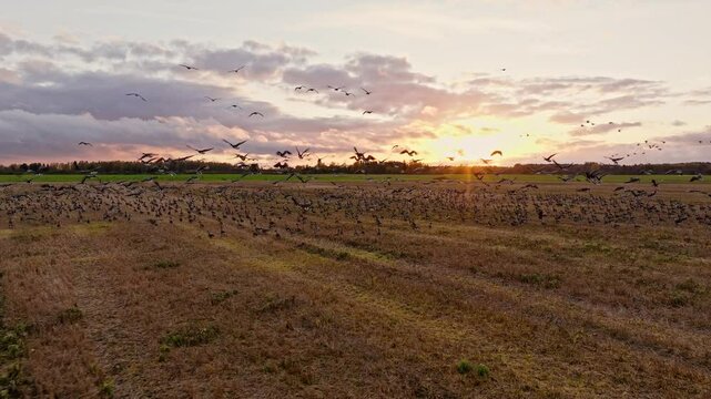 Geese golden hour fly