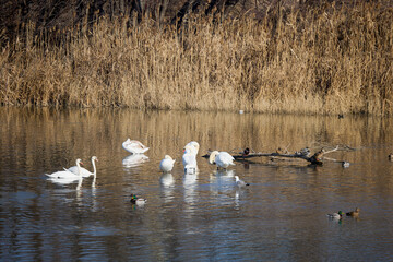A group of swans on a river on a sunny winter day