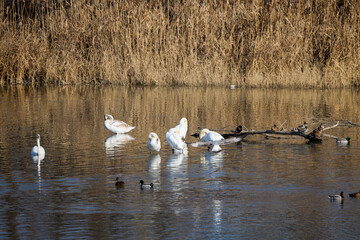 A group of swans on a river on a sunny winter day