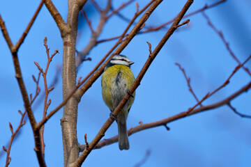 (Cyanistes caeruleus), on the branches of a tree on a sunny winter day